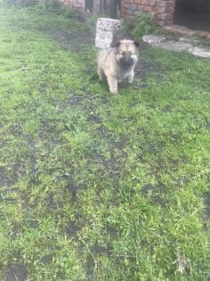 Schäferhund Mix Welpen zu verkaufen