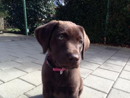 Labrador Weib. Schokobraun