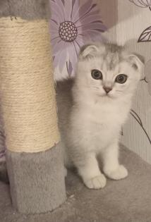 Britisch Kurzhaar Kitten