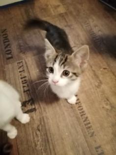 Katzenbabys Kitten Katze
