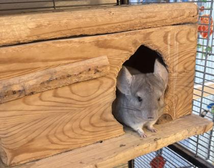 Zwei liebevolle Chinchilla-Damen 4 Jahre mit großem Käfig abzugeben