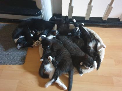 Katzen Kinder Kitten