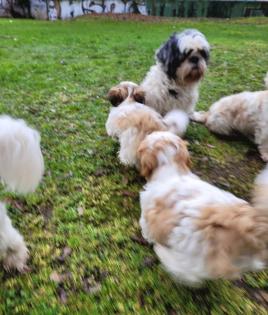 Reinrassige Shih-Tzu Deckrüden