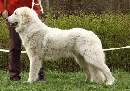 Pyrenean berghund welpen