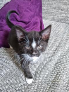 Katzenbaby 12 Wochen alt