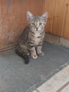 Hauskatze Kitten Kätzchen