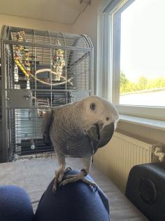 Graupapagei mit Papieren und Käfig