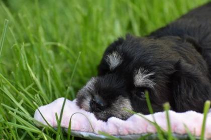 Zwergschnauzer Welpen mit Papieren