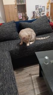 Süßer Bengal - Kater Balu sucht ein neues Zuhause