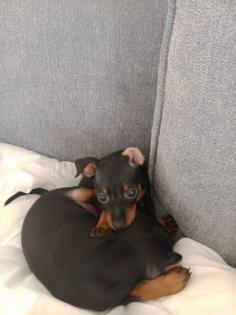 Zwei Zwergpinscher-Rüden suchen ein liebevolles Zuhause