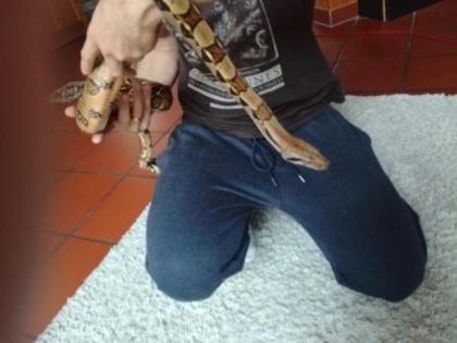 2 männliche Boa constrictor imperator