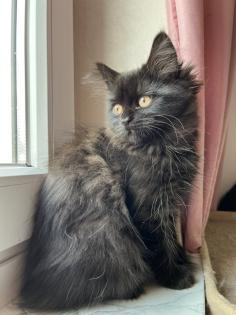 2 Baby BKH-Mix Kitten bereit für Abgabe