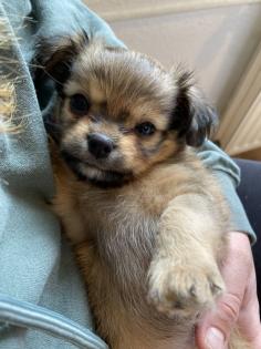 Chihuahua in Langhaar
