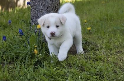 Akita x Akita-Schäferhund Welpen suchen ein neues Zuhause