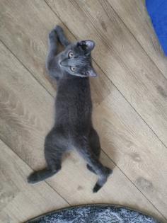 Kater grau 4 5 Monate