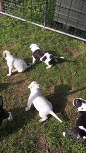 American Bulldog Welpen suchen Traumschloss