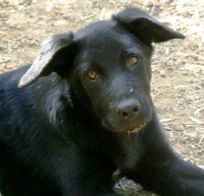 Bobo großes trauriges Hundekind wurde von den anderen Hunden gemobbt