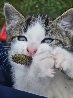 Katzenbabys Babykatzen Kätzchen Kitten Kater