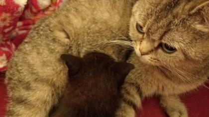 BKH/EHK Mix Kater ab 18. 10 abgabebereit