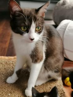 Kitten Katzenbaby Katzenkinder Babykatze Katzenbabies Katzenjunge