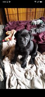 Verkaufe schöne Labrador Welpen