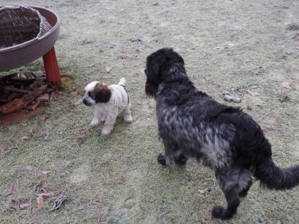 Cocker Spaniel Mixwelpe