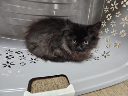 Wunderschöne BLH kitten