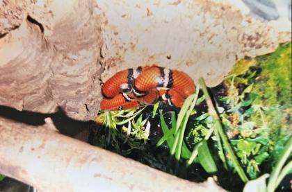 Königsnatter mit Terrarium