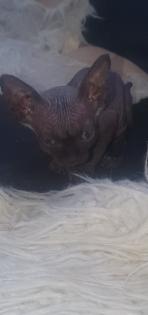 Reinrassige sphinxs mittlerweile 5 Wochen alt dürfen besucht und reserviert werden wir freuen uns au