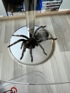 Grammostola Quirogai