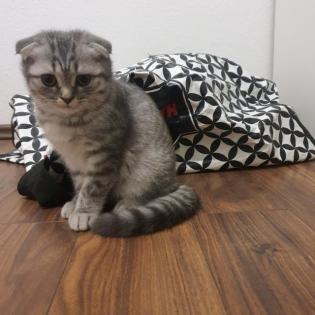 Scottish Fold Kitten