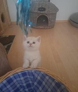 Nur noch 2 reinrassige BKH-Kitten mit Luchsohren Teddygesicht