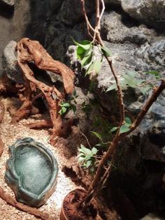 4 adulte Kornnattern mit hochwertigem Eigenbauterrarium