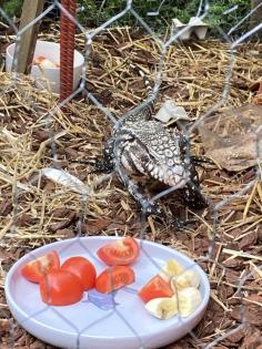 1. 1 Salvator Merianae Schwarzweißer Teju Orange Belly