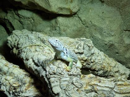 Black spotted coloured lizards Crotaphytus melanomaculatus