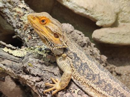 Bartagame m mit großem Terrarium Quarantäneterrarium inkl. Beleuchtung und viel Zubehör