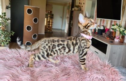 Wunderschöne Bengal Kitten gechipt geimpft mit Stammbaum