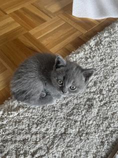 Britisch Kurzhaar Kitten BKH