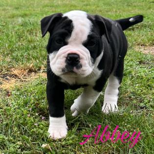Old englisch Bulldog OEB Welpen zu verkaufen