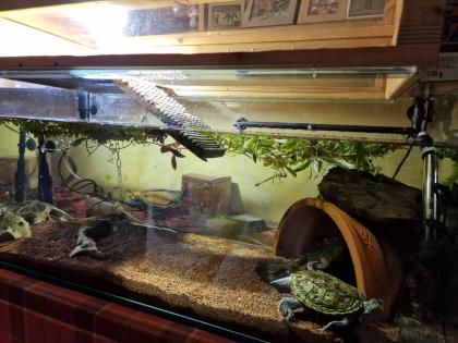 Mississippi Höckerschildkröte - männlich - mit Zuhause Kostenlos abzugeben