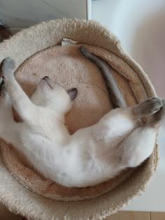 Siam / Thai Kitten Blue Point Babys Kätzchen. 1 Junge. Abgabebereit.
