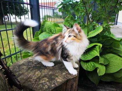 Norwegische Waldkatzen Kitten reinrassig - Babys mit Stammbaum