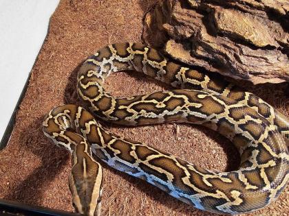 Tigerpython 0. 1 bivitattus