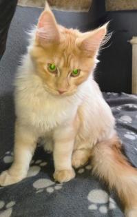 Maine coon mit Ahnentafel