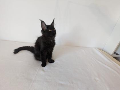 Maine Coon Kitten sofort abgabereit