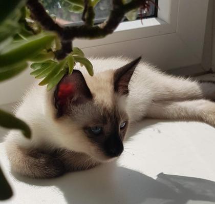 Siam /Thai Kitten Seal Chocolate Point Babys Kätzchen