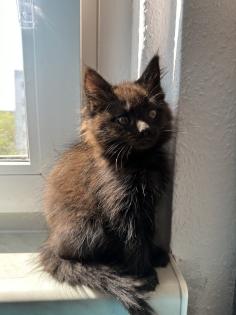 Maine Coon mix- alter Art Babys
