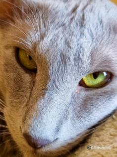 Traumhafter OLH Kater