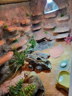Terrarium inkl. zwei Leopardgeckos und diverses Zubehör