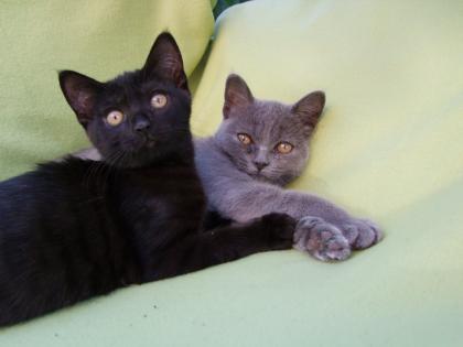 Zwei kleine Kätzchen / Kitten